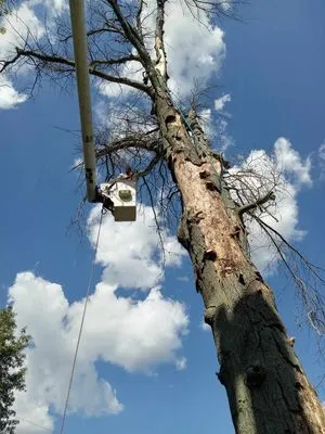 Over The Top Tree Service Logo