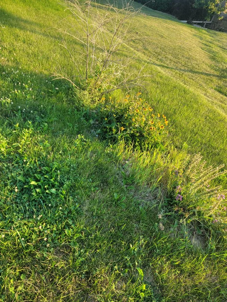 Trusted lawn mowing service experts serving Stanhope, IA - Overgrown Lawn Care & Clean-Up