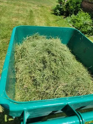 Overgrown Lawn Care & Clean-Up