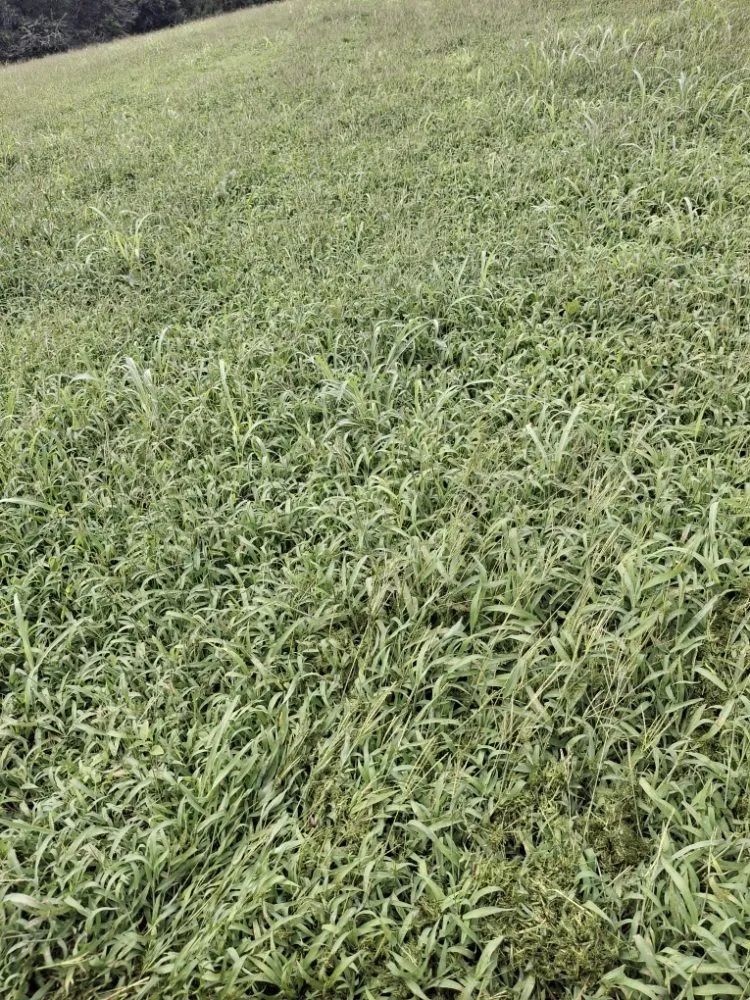 Local landscape design for beautiful yards in Westminster, SC by Overholts Lawn Care