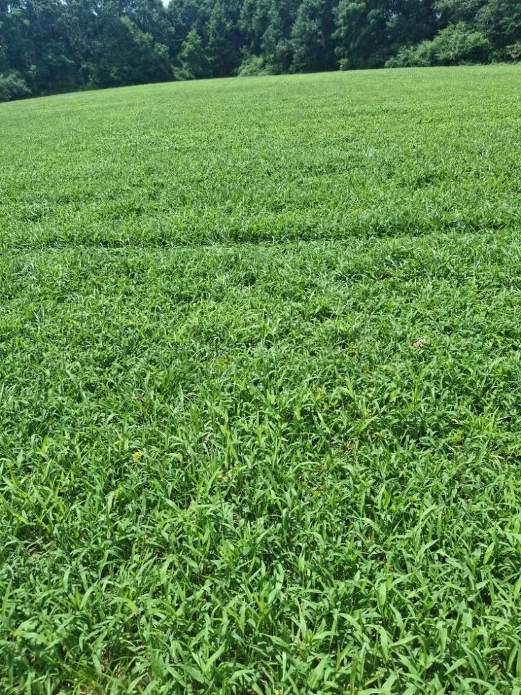 Professional garden landscaping near you across Westminster, SC - Overholts Lawn Care