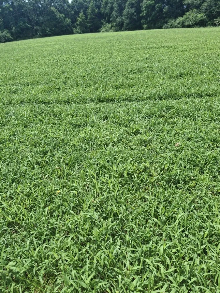 Local residential landscaping for outdoor upgrades across Westminster, SC - Overholts Lawn Care