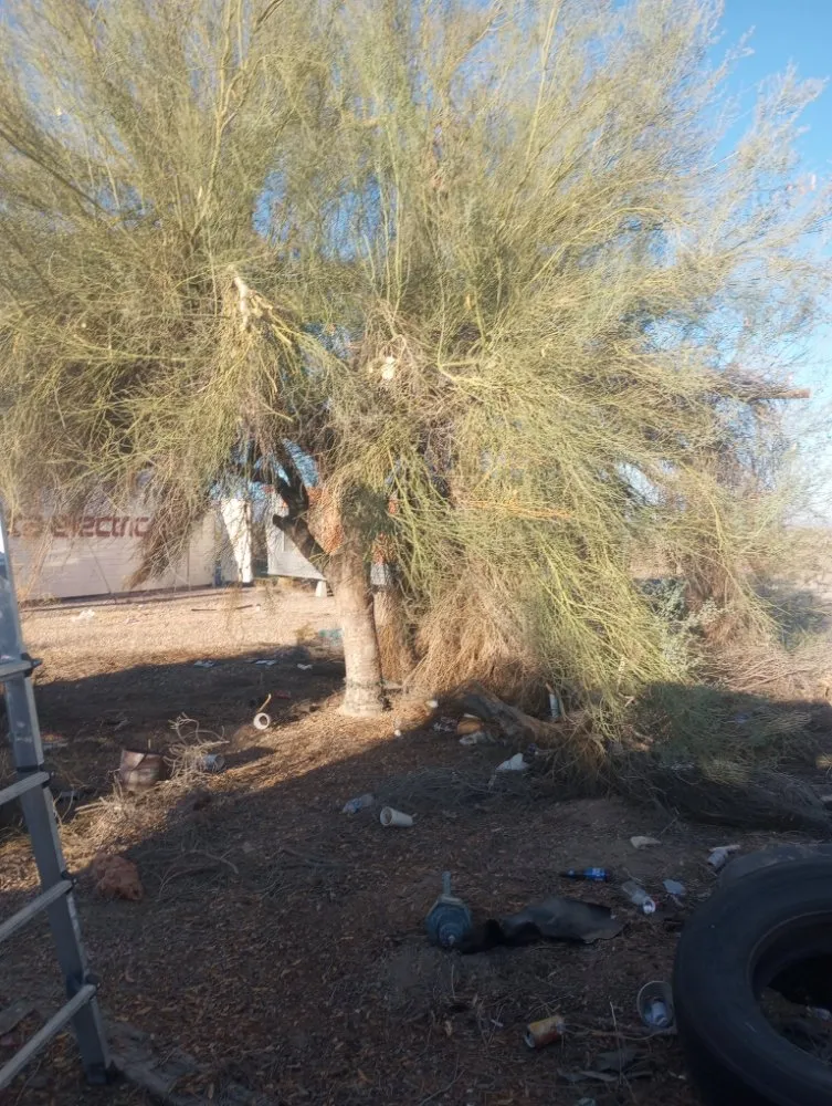 Professional yard maintenance in Salome, AZ - Owen Hart's Salome Landscaping