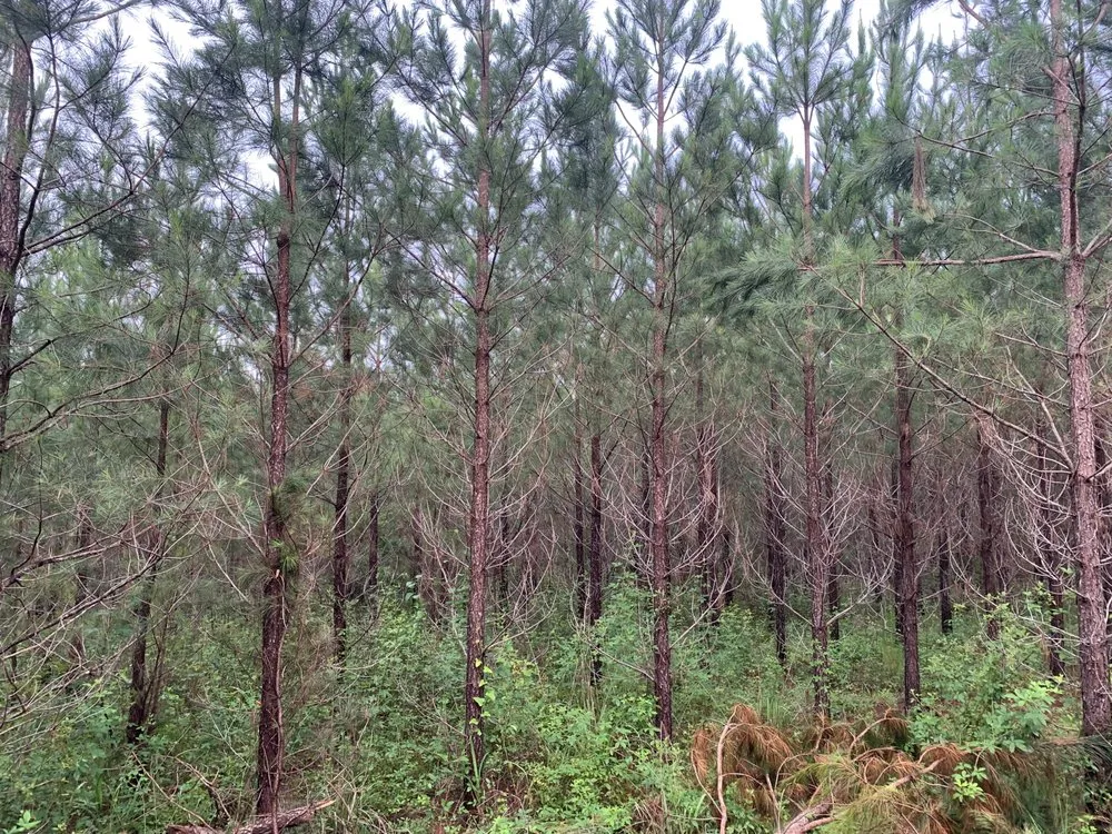 Custom garden landscaping in Barnesville, GA - Owls Construction