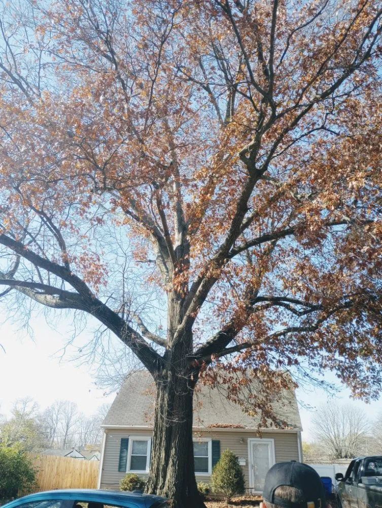 Professional garden landscaping for outdoor upgrades across Waynesville, OH - Owls Tree Service