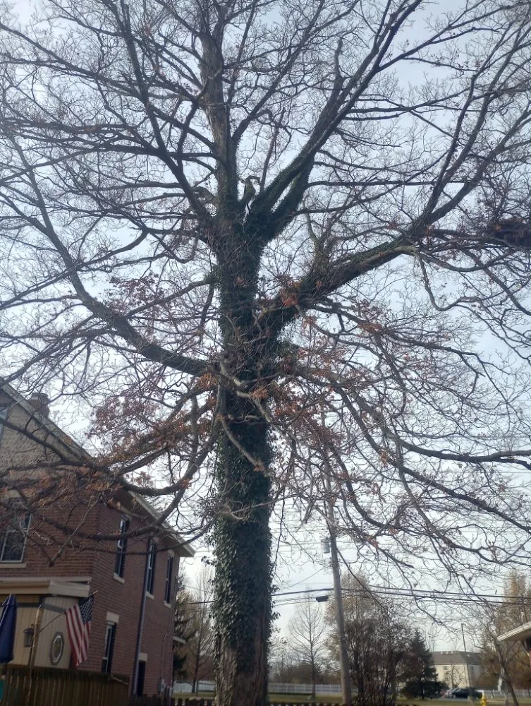 Professional landscape installation in Waynesville, OH by Owls Tree Service