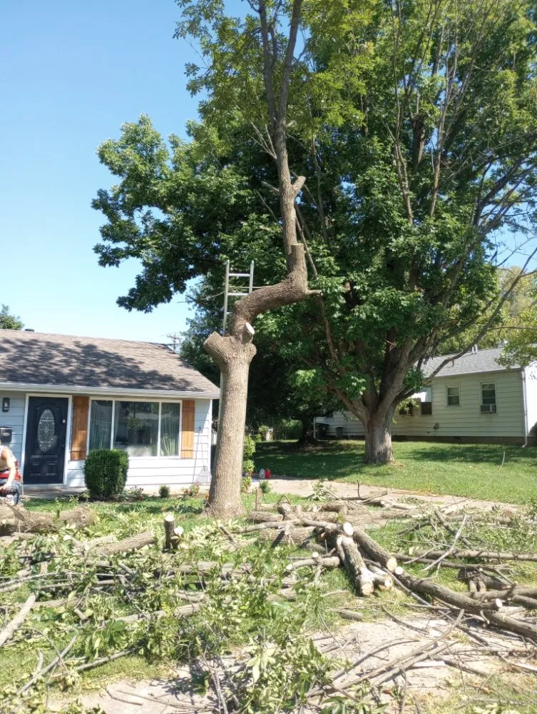 Top-rated yard cleanup service near you across Waynesville, OH - Owls Tree Service