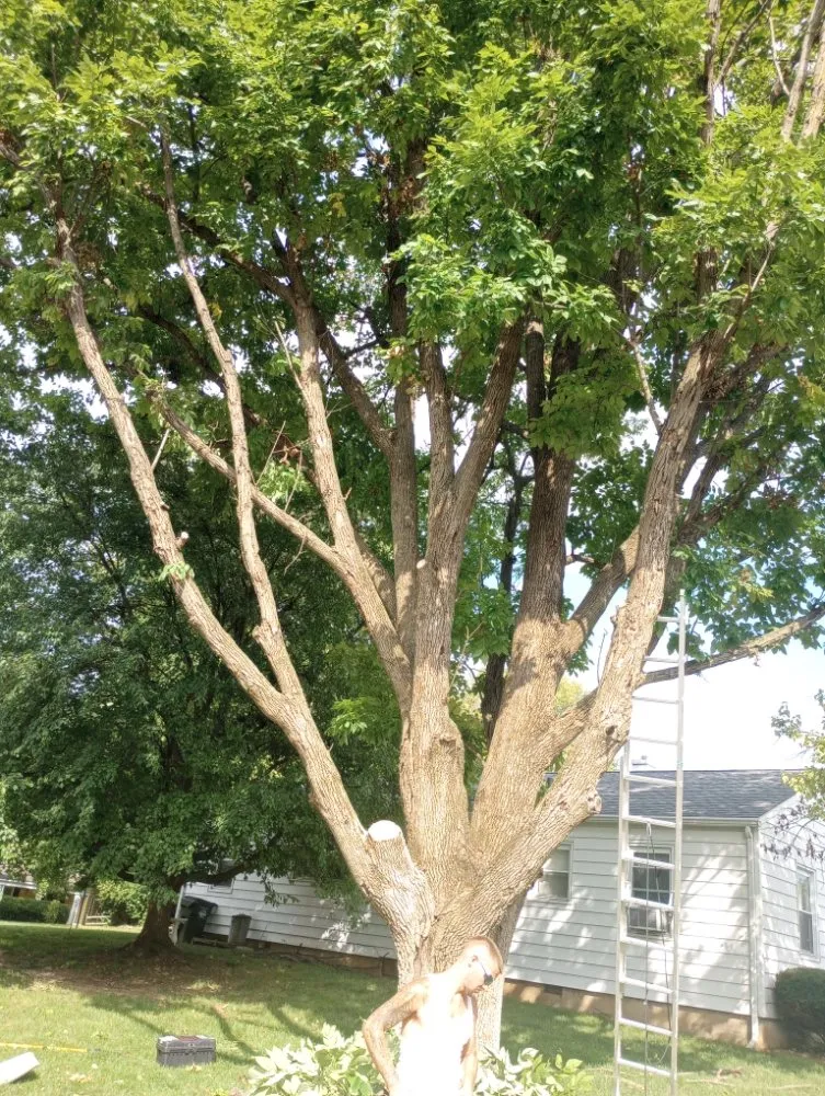 Custom landscape installation for year-round maintenance in Waynesville, OH by Owls Tree Service