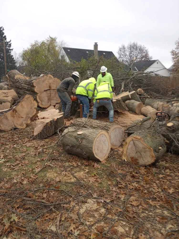 Reliable yard cleanup service experts serving Waynesville, OH - Owls Tree Service