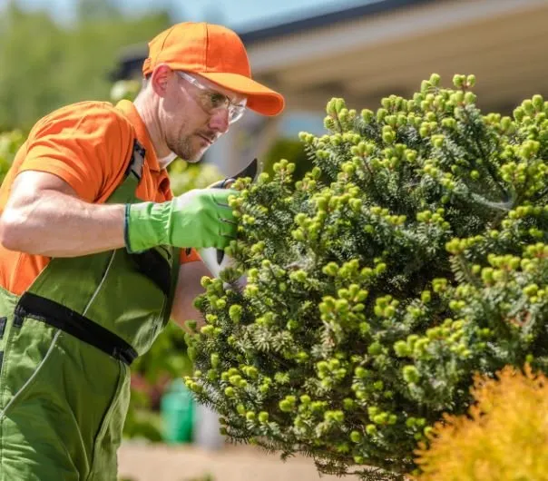 Affordable yard cleanup service in Oxnard, CA by Ox Tree Service