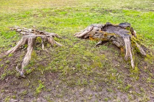 Expert landscape design experts serving Oxnard, CA - Ox Tree Service