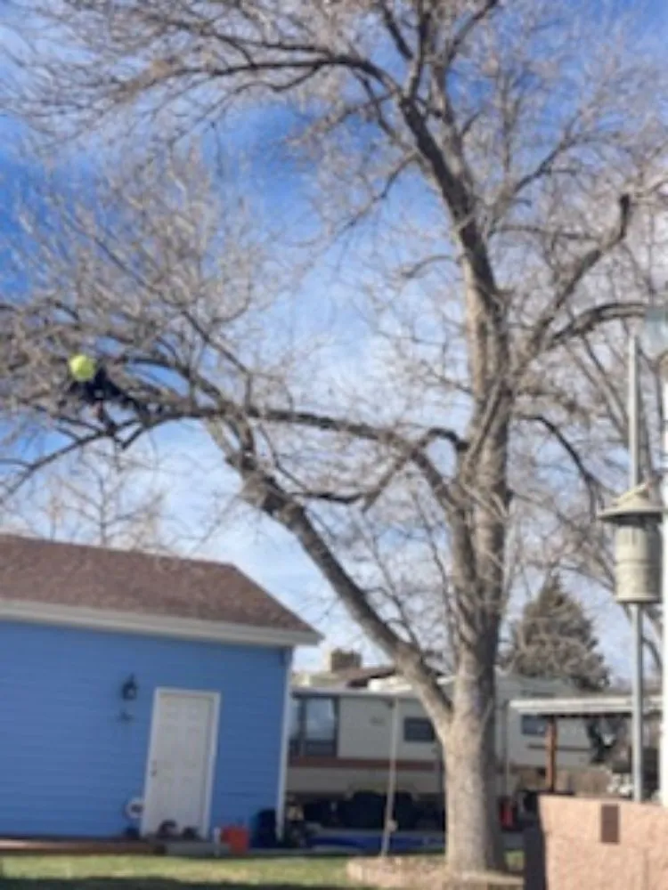 Reliable landscaping services in Loveland, CO - Oxford Sober Living Housing