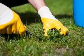 Expert yard cleanup service in Monroe, GA - Oxi Turf