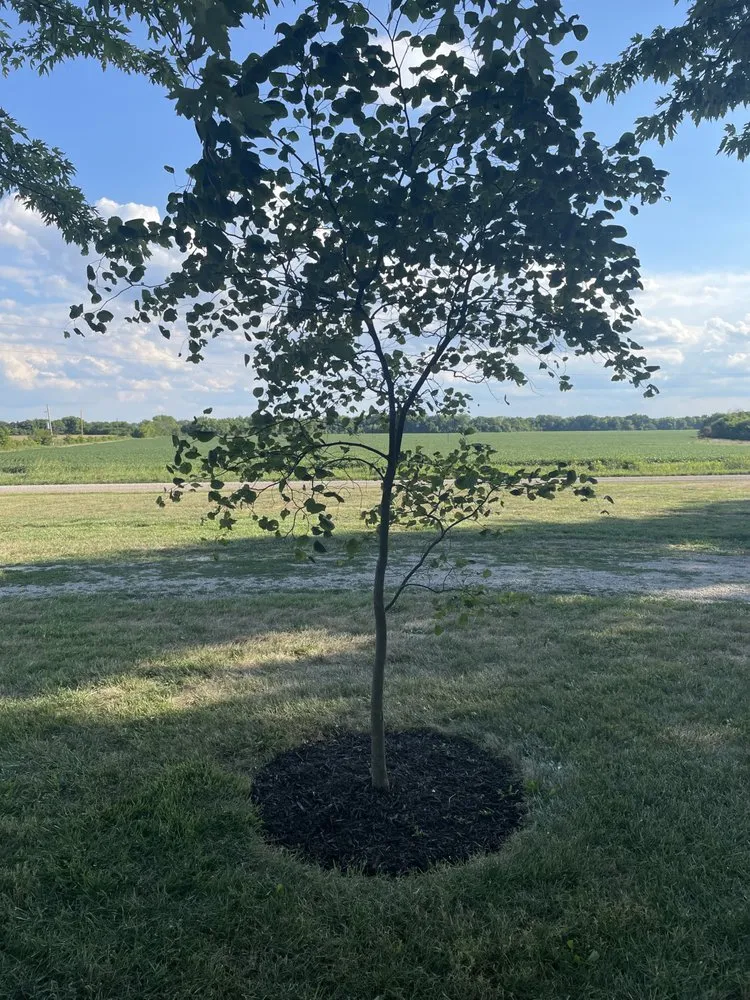 Custom yard cleanup service in Walker, MO by Ozark Lawn and Landscape