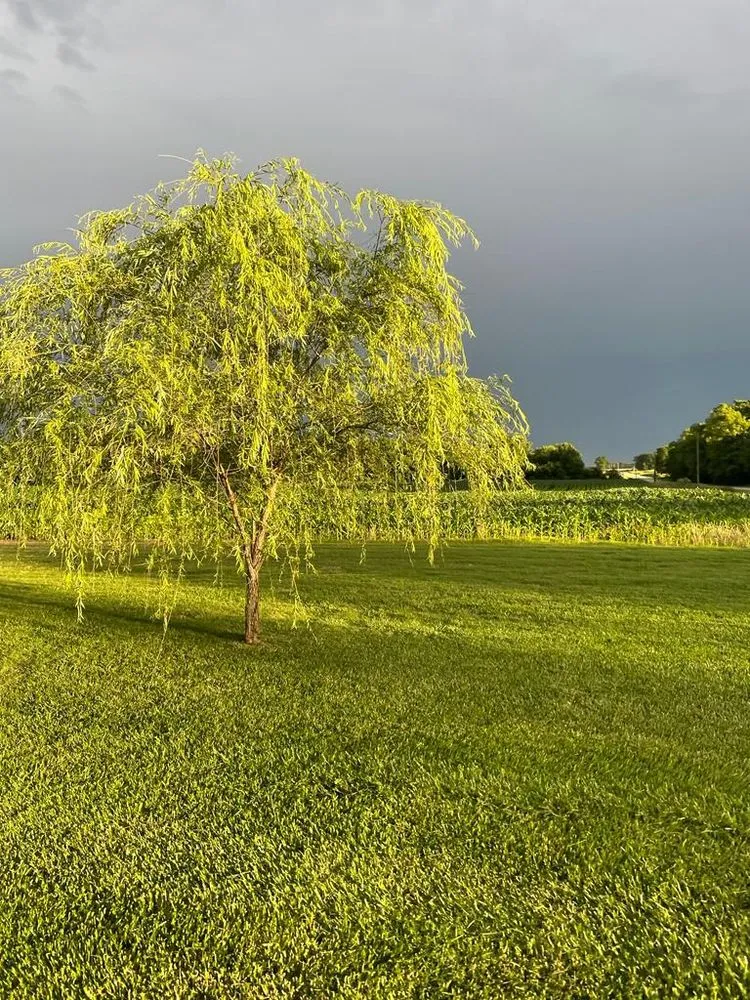 Top-rated outdoor landscaping for homes across Walker, MO - Ozark Lawn and Landscape