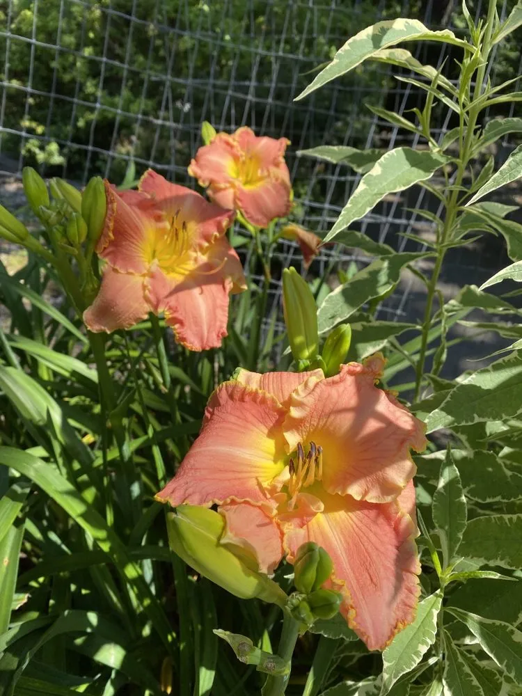 Professional lawn mowing service in Fayetteville, AR by Ozark Lawn Professionals