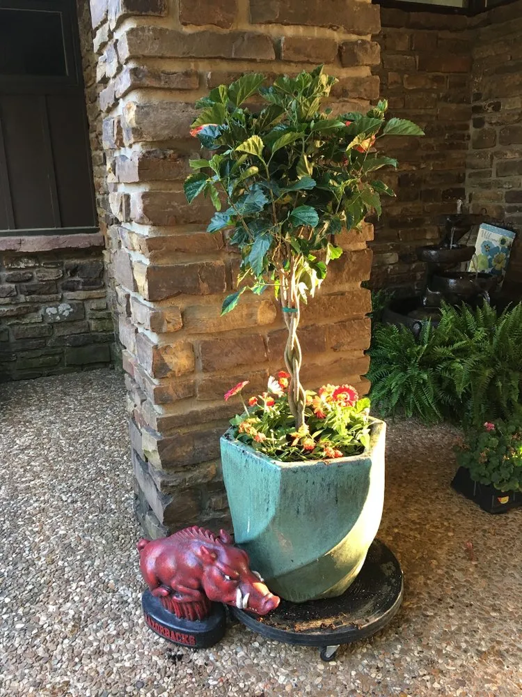 Custom lawn mowing service in Fayetteville, AR by Ozark Lawn Professionals