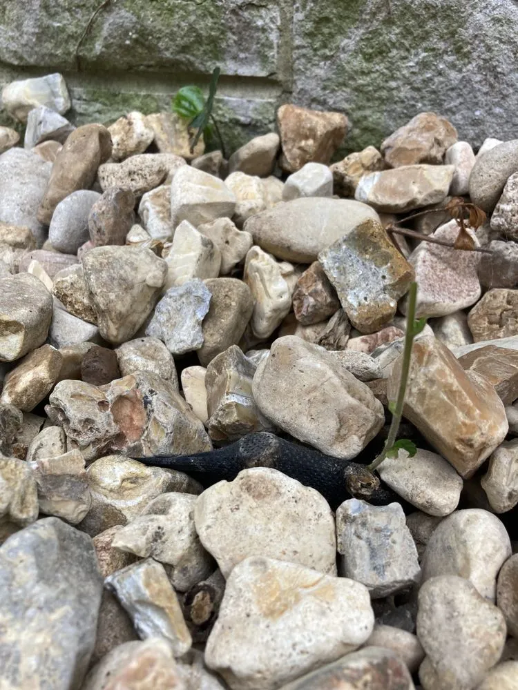 Affordable lawn mowing service for beautiful yards in Nixa, MO by Ozarks Outdoor Solutions