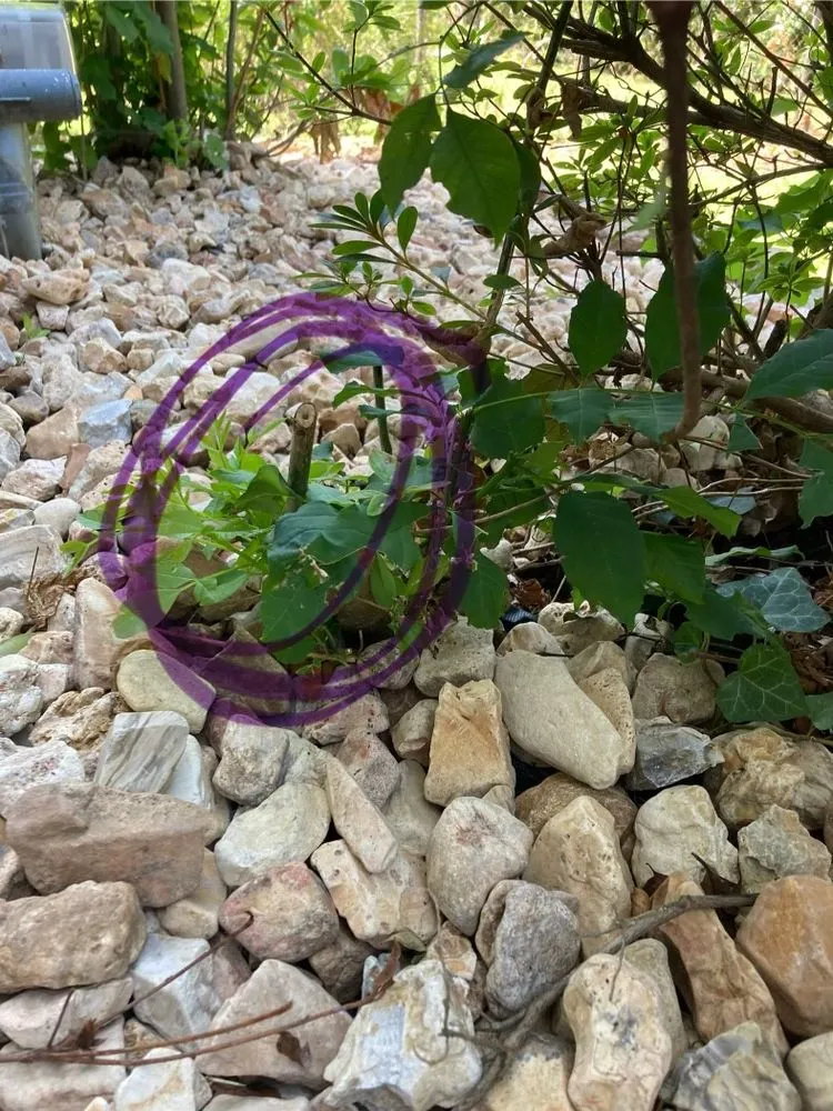 Professional landscaping services near you across Nixa, MO - Ozarks Outdoor Solutions