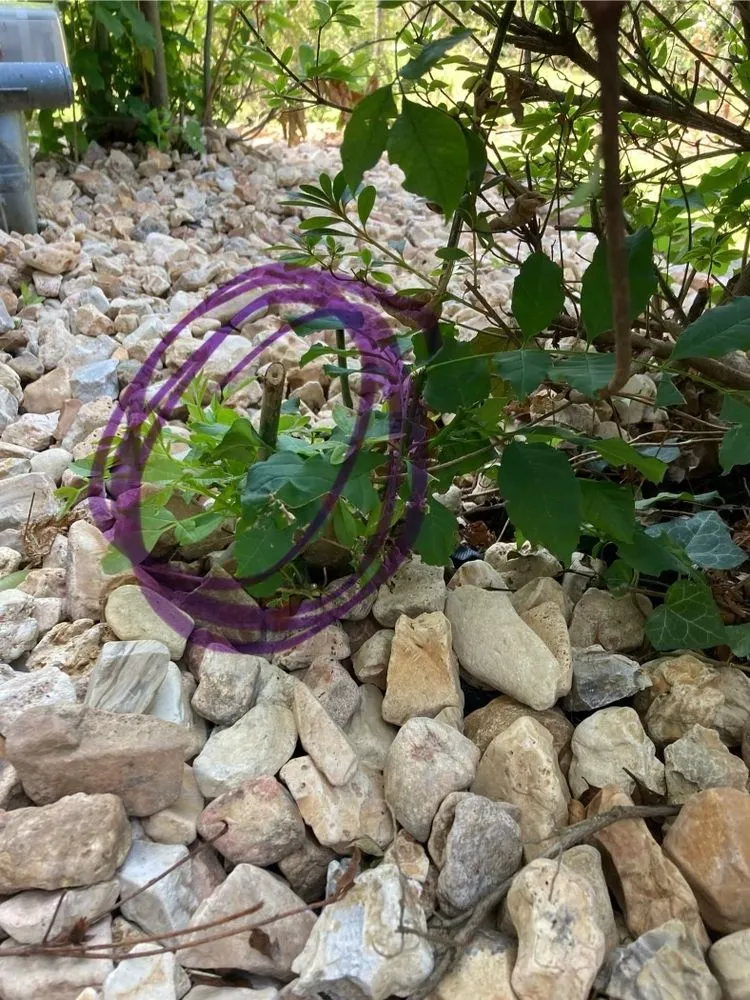 Custom landscaping services in Nixa, MO - Ozarks Outdoor Solutions