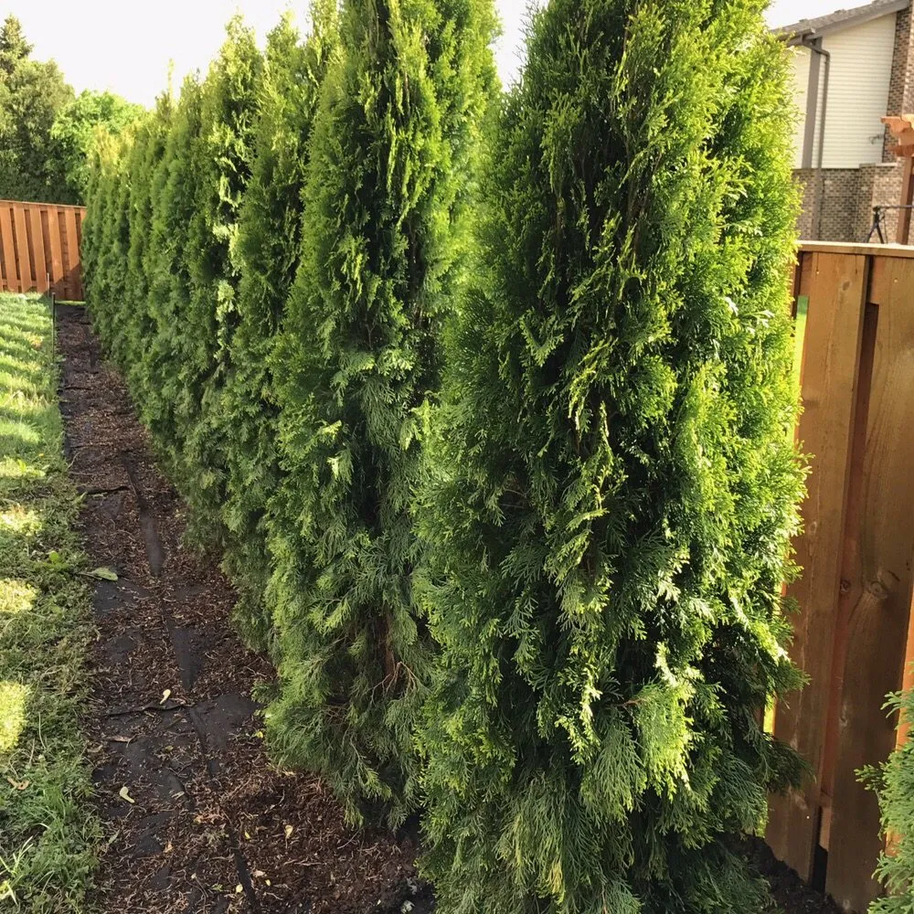 Affordable yard cleanup service experts serving Elgin, IL - Ozzie's Landscaping