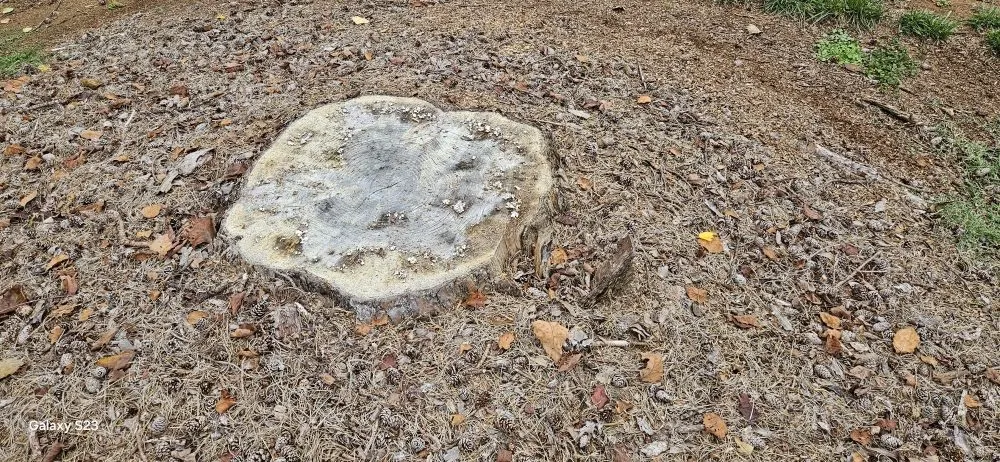 Professional landscaping services for residential properties across Chesterfield, SC - P & C Concept's and Creation's