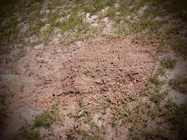 Professional landscape design in Chesterfield, SC by P & C Concept's and Creation's