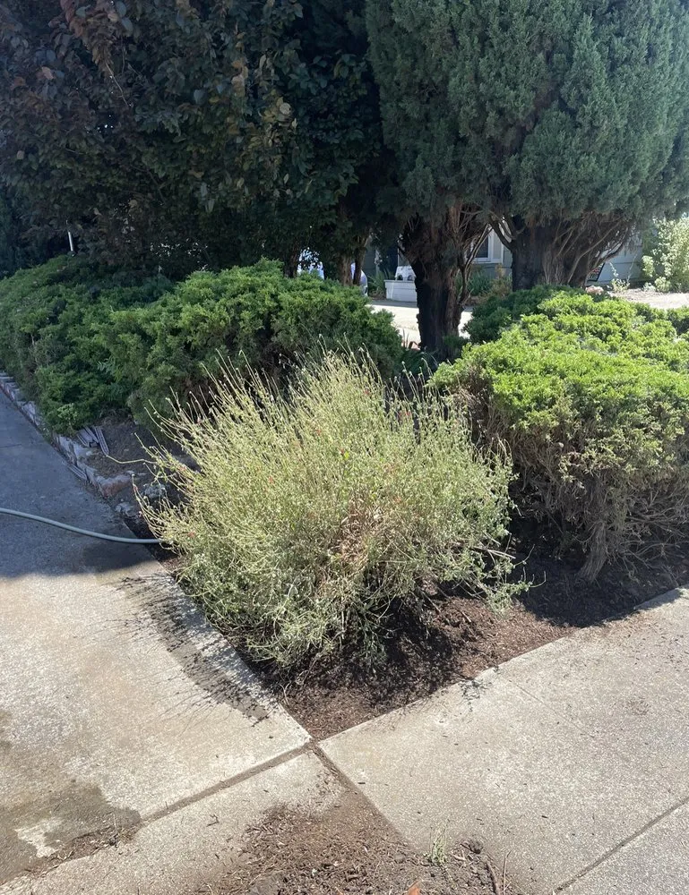Local outdoor landscaping with custom design across San Jose, CA - P & S Cleaning Service