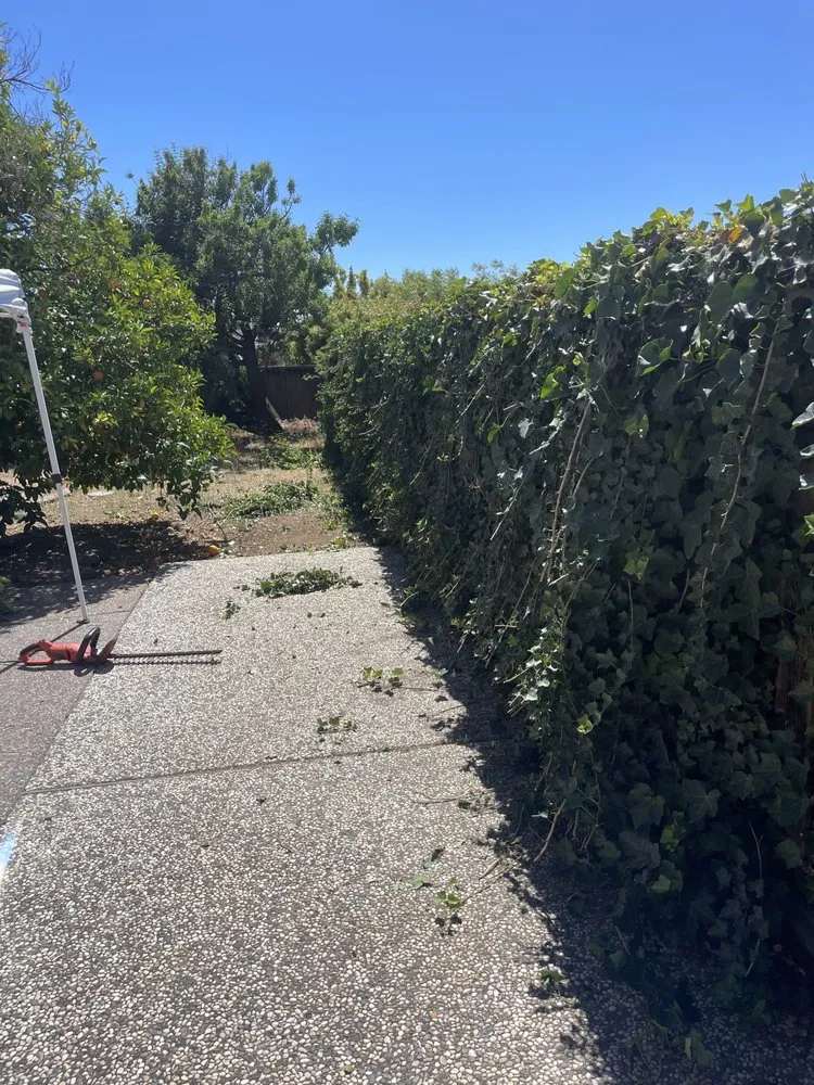 Local lawn care service in San Jose, CA - P & S Cleaning Service