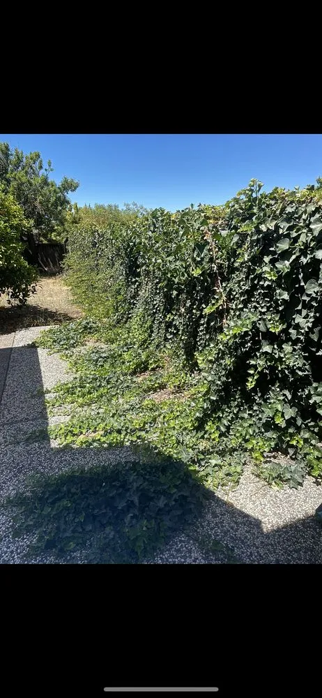 Expert outdoor landscaping in San Jose, CA - P & S Cleaning Service