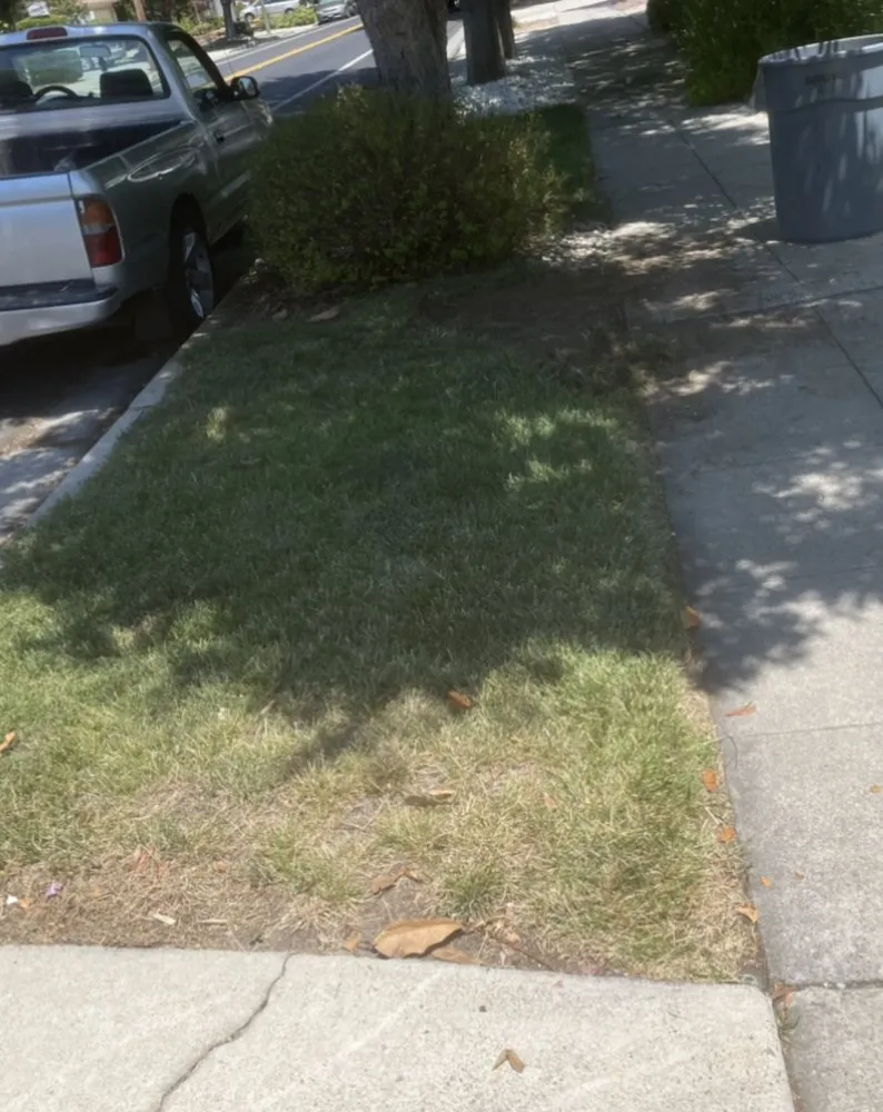 Top-rated landscaping services experts serving San Jose, CA - P & S Cleaning Service