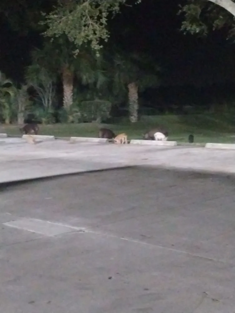 Trusted landscaping services experts serving Vero Beach, FL - P And J Indoor Out Door Clean Up