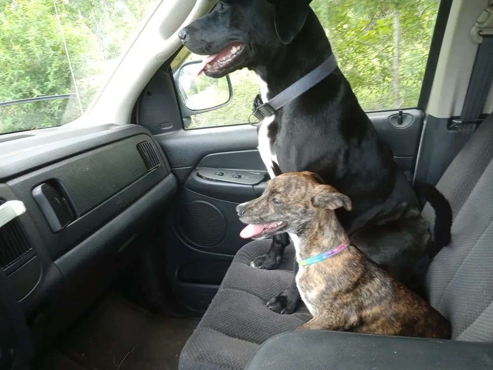 Affordable garden landscaping for beautiful yards in Albany, GA by P Thomas Handyman Services