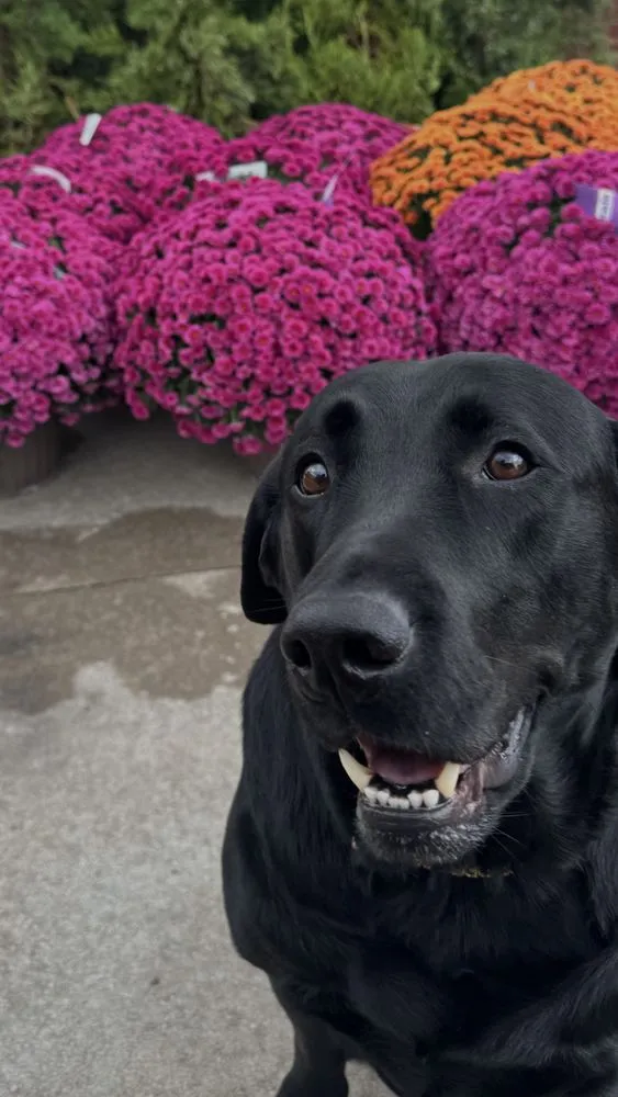 Trusted landscaping services experts serving Collinsville, OK - P3s Landscaping