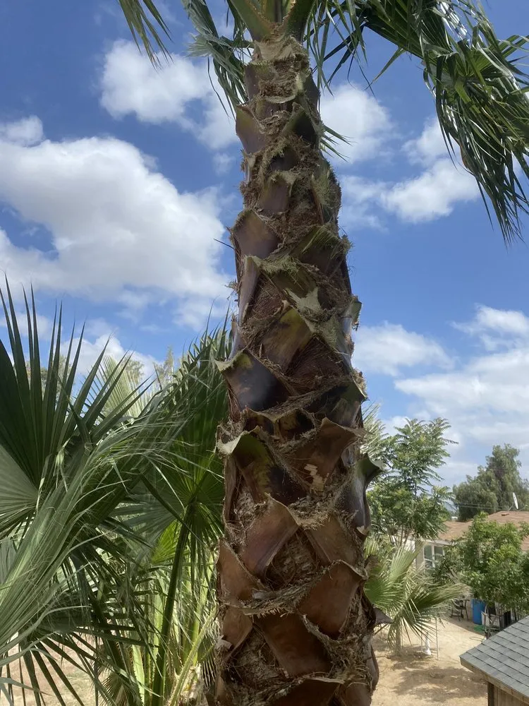 Affordable lawn mowing service in Riverside, CA by Pablo Landscaping