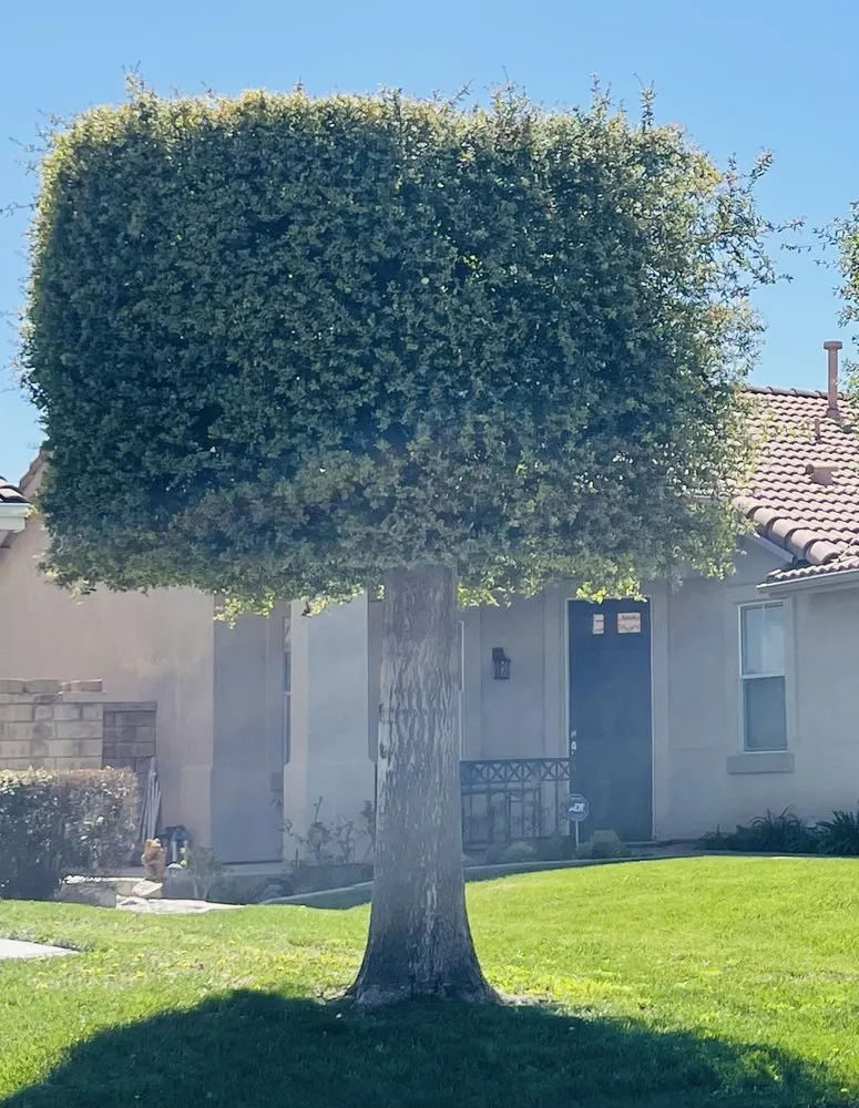 Professional lawn care service experts serving Riverside, CA - Pablo Landscaping