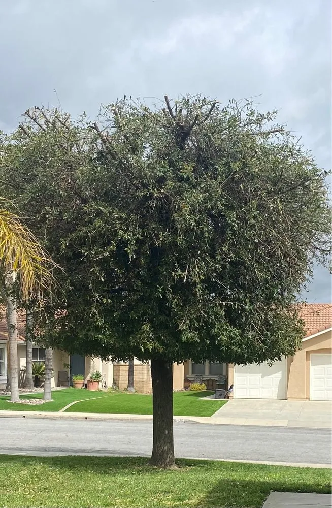 Reliable garden landscaping for year-round maintenance across Riverside, CA - Pablo Landscaping