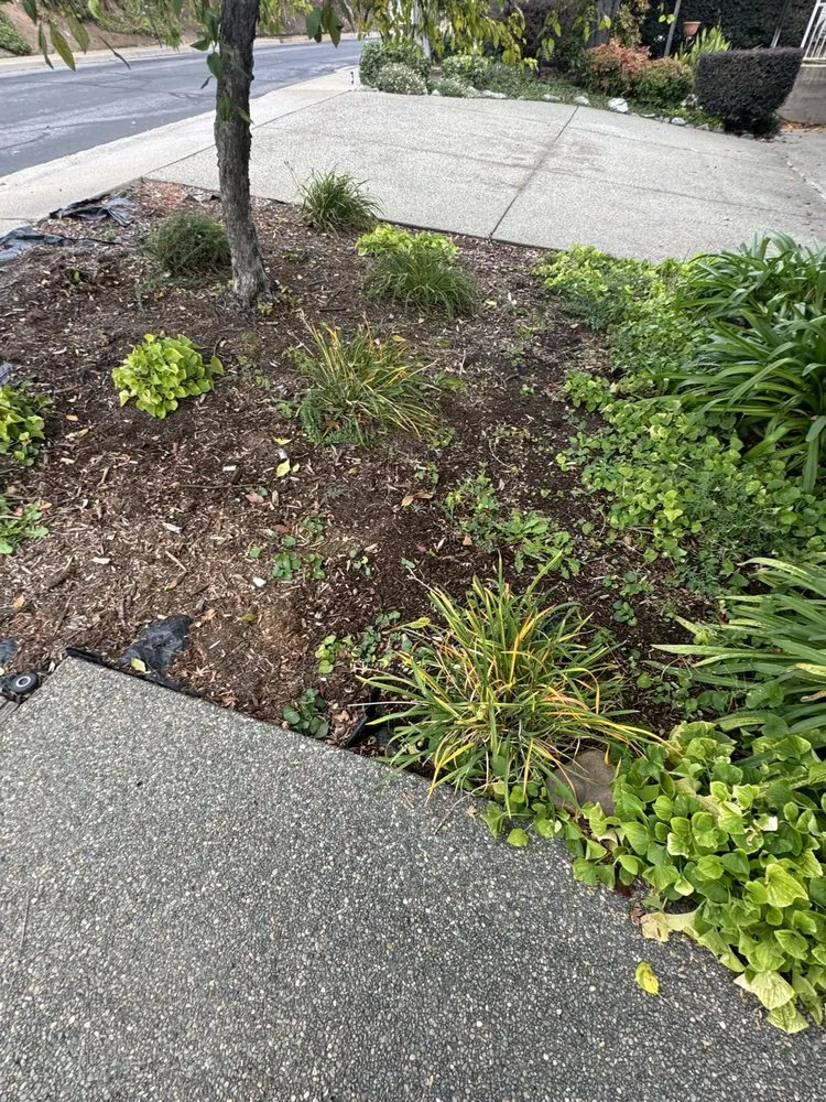 Professional yard cleanup service near you in Auburn, CA by Pablo Landscaping Services