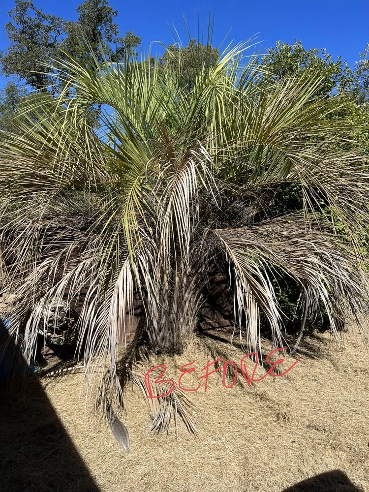 Top-rated yard cleanup service for year-round maintenance across Auburn, CA - Pablo Landscaping Services