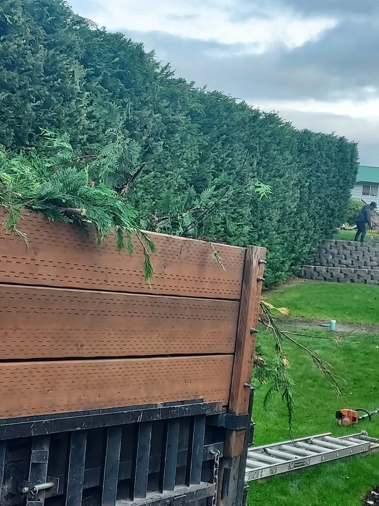 Affordable yard cleanup service in Shelton, WA by Pablo Landscaping