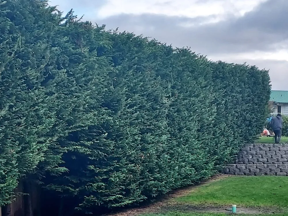 Expert lawn care service experts serving Shelton, WA - Pablo Landscaping