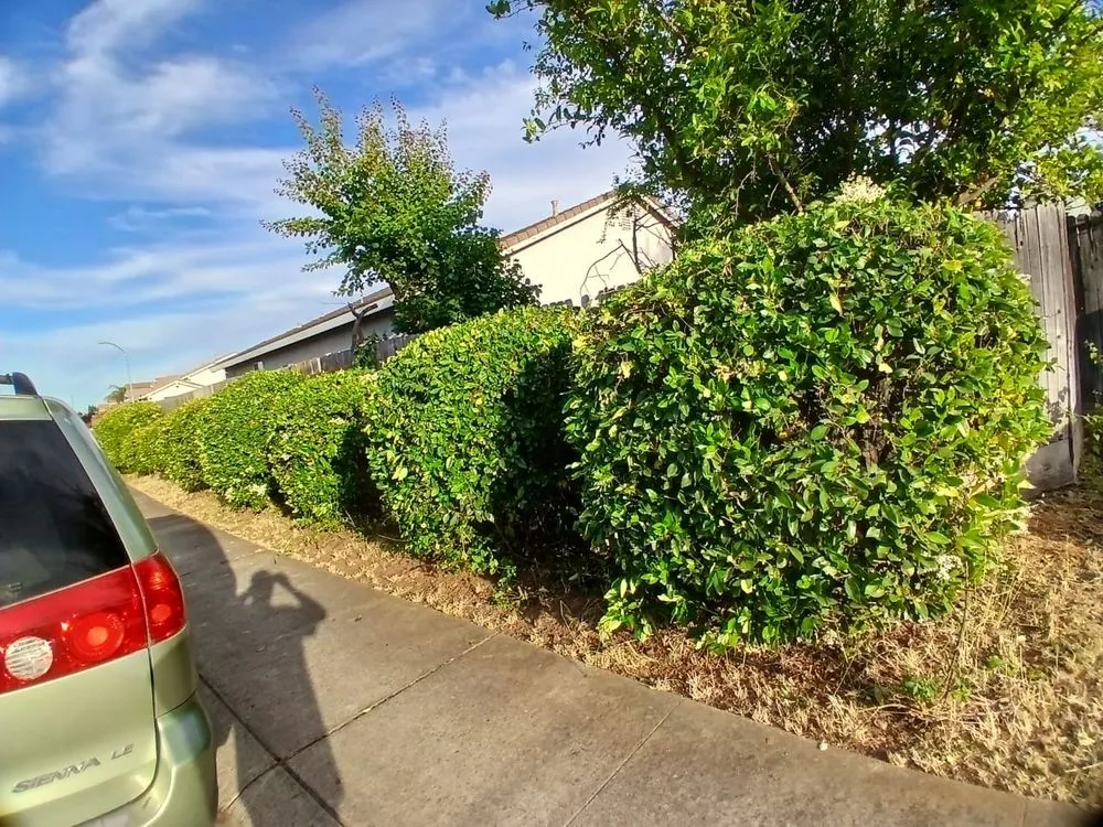 Custom yard cleanup service in Stockton, CA - Pablo Landscaping