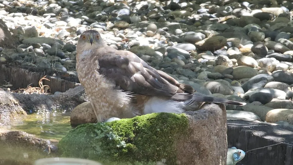 Top-rated landscape design for outdoor upgrades in Stockton, CA by Pablo Landscaping