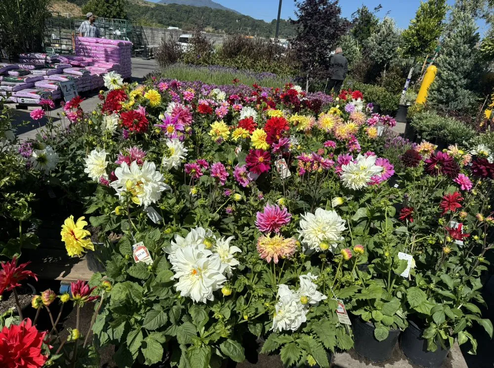 Expert landscaping services with custom design in San Rafael, CA by Pablo's Gardener Services