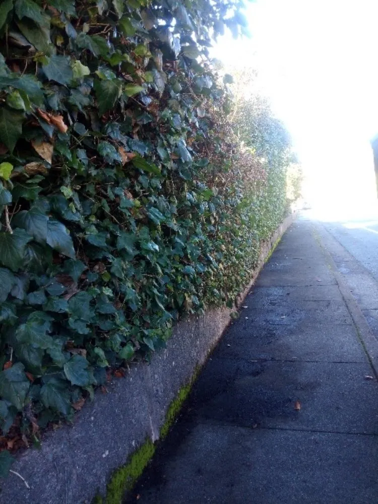 Trusted lawn care service in San Rafael, CA - Pablo's Gardener Services