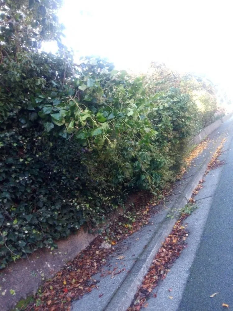 Professional yard cleanup service in San Rafael, CA - Pablo's Gardener Services