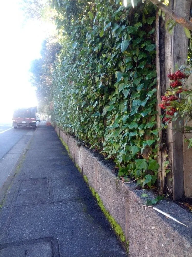 Local landscaping services for year-round maintenance across San Rafael, CA - Pablo's Gardener Services