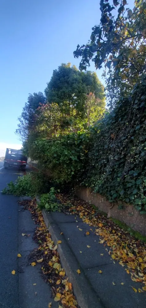 Expert yard maintenance in San Rafael, CA - Pablo's Gardener Services