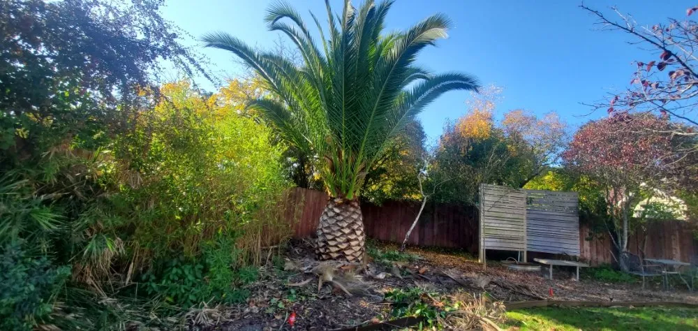 Custom outdoor landscaping in San Rafael, CA - Pablo's Gardener Services