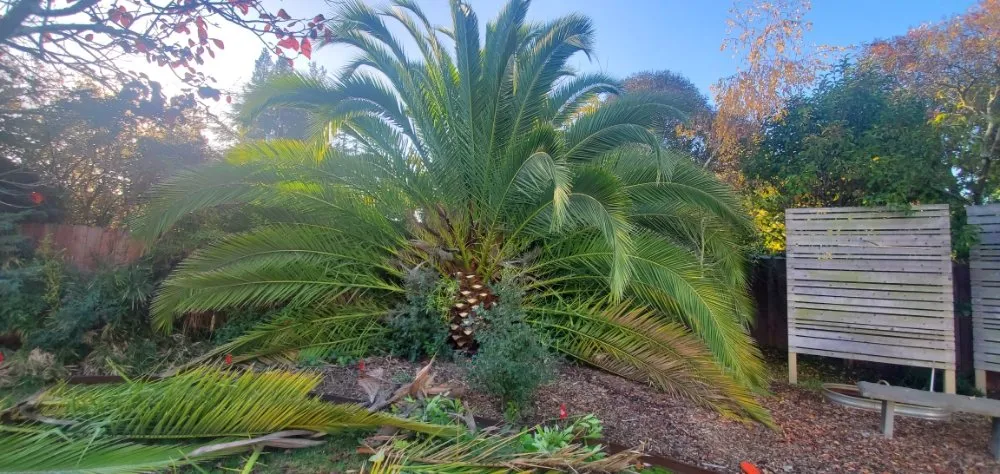 Trusted landscape installation in San Rafael, CA - Pablo's Gardener Services